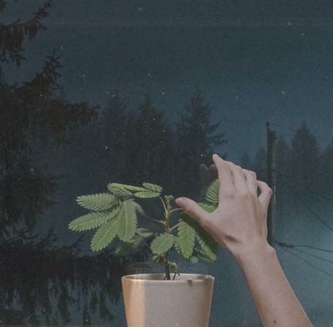 A bare fingertip touching a small plant by the window